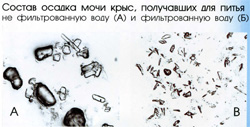 состав осадка мочи крыс